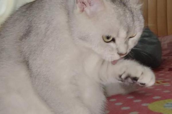 8月8号是什么日子(8月8号是什么日子猫咪)