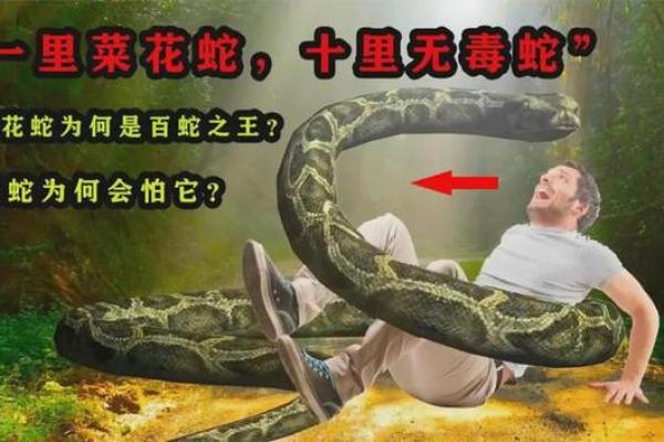 5个蛇弄一个男蛇 蛇最怕的5种花