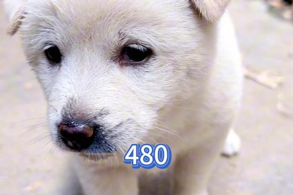 狗对应的生肖动物是什么，小白也能学会