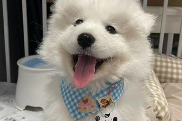 狗对应的生肖动物是什么，小白也能学会