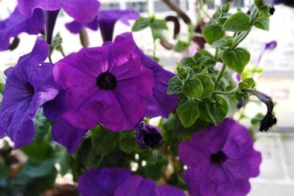 小家碧玉”形容的是哪个生肖的性格特征，小白也能学会