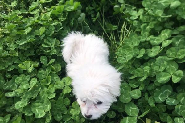 小家碧玉”形容的是哪个生肖的性格特征，小白也能学会