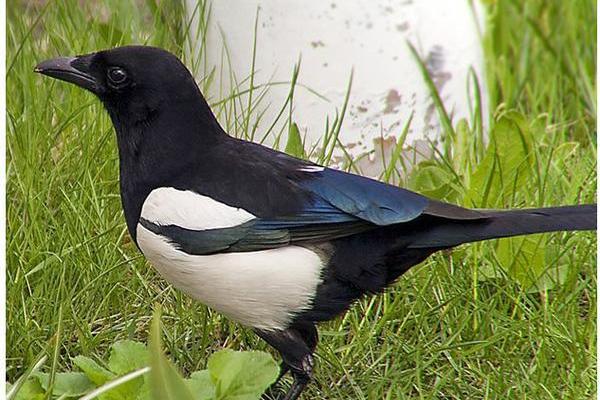 高瞻远瞩打一生肖的谜底是什么，实战技巧