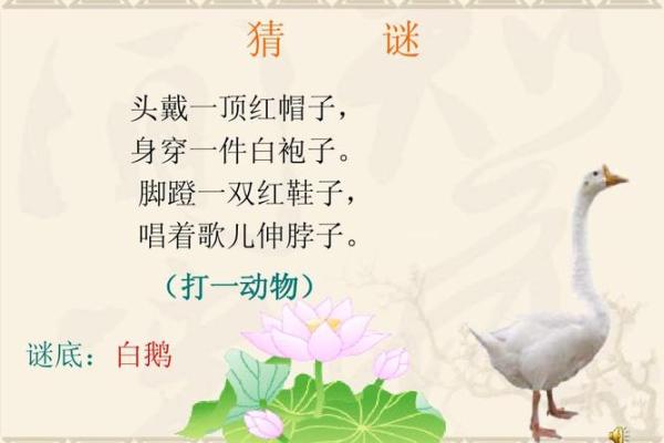 厉行节约打一动物谜底是什么，新手必学