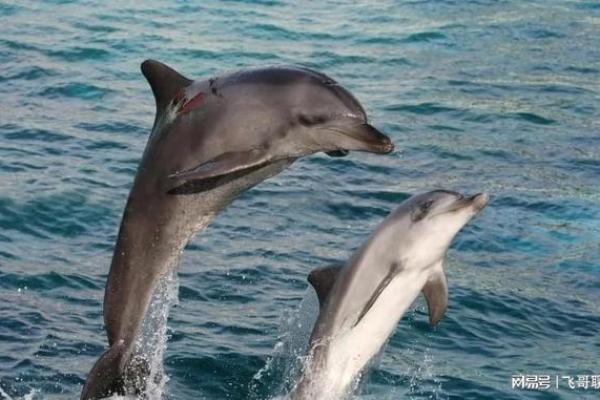 厉行节约打一动物谜底是什么，新手必学