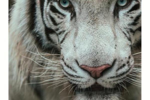 忆昔抚今”在十二生肖中代表哪个动物，小白也能学会