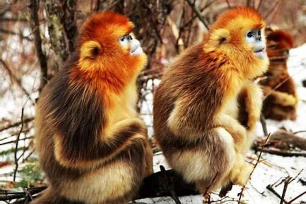 1992年属猴的破月是农历几月 1992年属猴的破月是农历几月几号