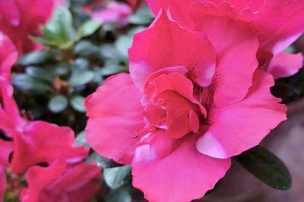 粉面含春对应的生肖是什么，详细教程