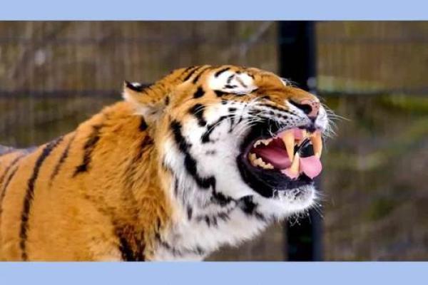 野性难驯”打一生肖答案是什么，最叛逆的动物属相解析，最新方法分享