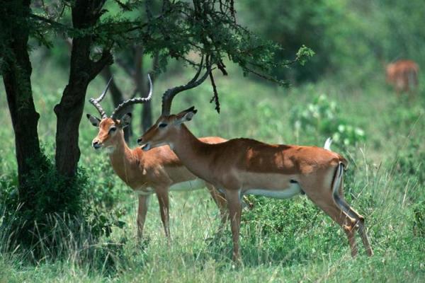 泫然流涕”对应的最佳准确生肖是什么，最新方法分享