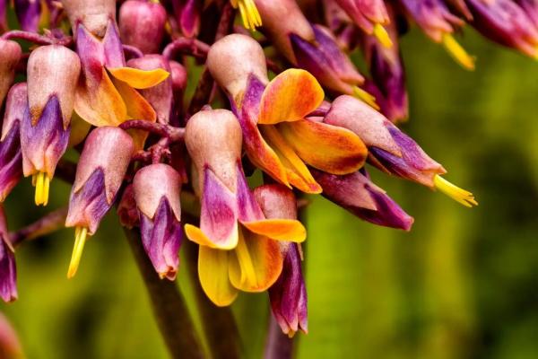 落地生根打一准确生肖是什么答案，零氪玩家必备