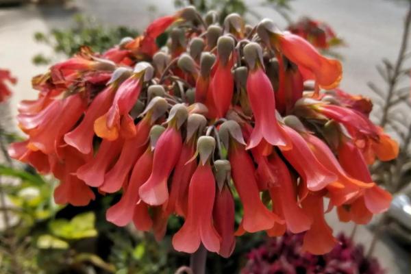 落地生根打一准确生肖是什么答案，零氪玩家必备