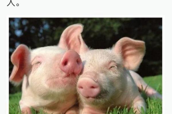 眼中之钉对应的生肖动物解析，新手必学