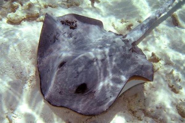 暴殄天物在十二生肖中代表哪个动物，新手必学