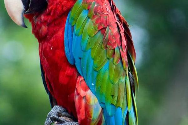 暴殄天物在十二生肖中代表哪个动物，新手必学