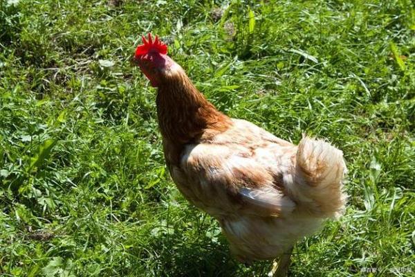 铜筋铁骨指的是什么生肖动物，3分钟速成