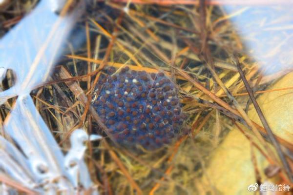 铜筋铁骨指的是什么生肖动物，3分钟速成