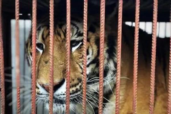 男盗女娼对应的生肖动物是什么，不看后悔