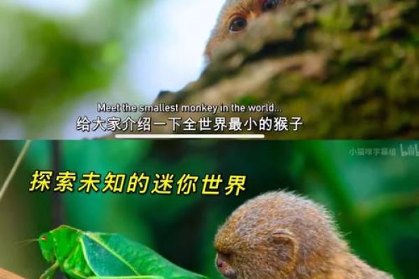 男盗女娼对应的生肖动物是什么，不看后悔