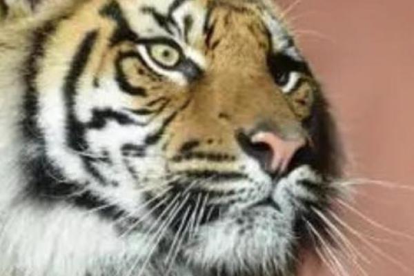 稀汤寡水”打一生肖是什么动物答案及解析，高手技巧