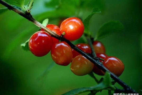 哪些生肖天生自由散漫不受约束，终极指南