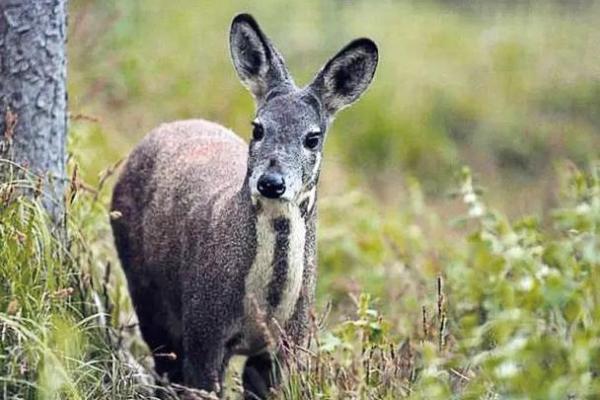 灭顶之灾”对应的生肖动物是什么，新手必学