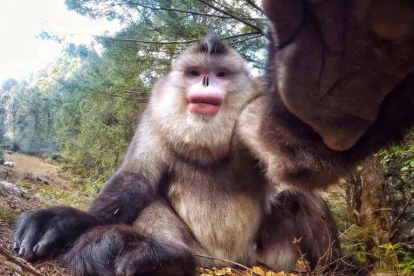 灭顶之灾”对应的生肖动物是什么，新手必学
