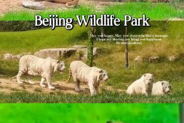 旁征博引对应的生肖动物谜底及文化寓意解释，必看攻略