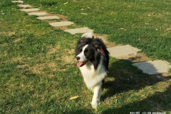 如影随形打一动物谜底是什么，不看后悔