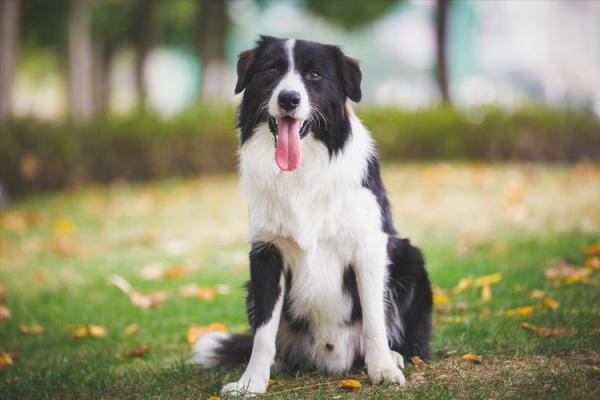 如影随形打一动物谜底是什么，不看后悔