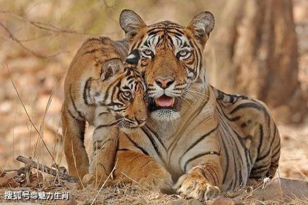 放荡不羁的生肖性格特点有哪些，3分钟速成