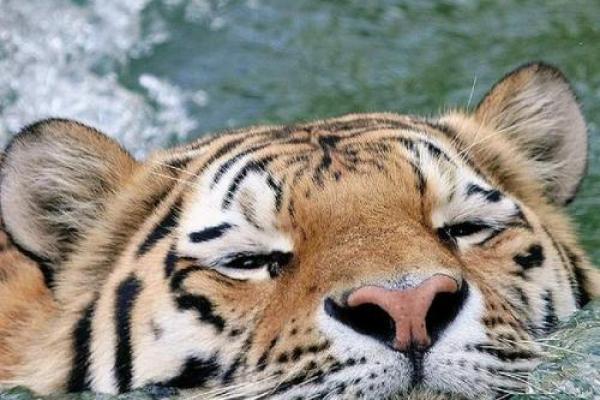 一三金碧十辉煌”对应的生肖动物是什么，实战技巧