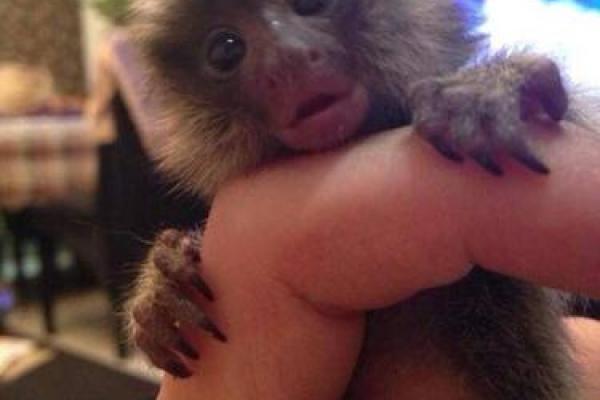 乱碰乱撞”指的是什么生肖动物谜底答案，详细教程