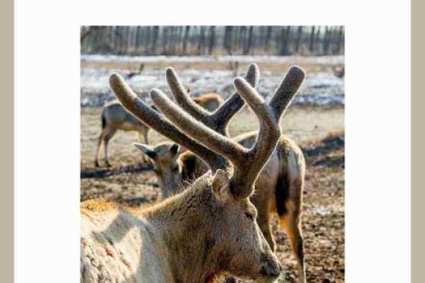 无能之辈对应的生肖动物有哪些民间说法，最新方法分享