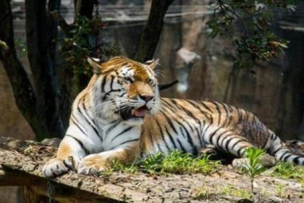 明日黄花”代表哪个生肖？生肖谜语大全，终极指南