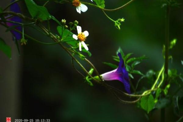 秋雨绵绵对应的生肖动物是哪个，终极指南
