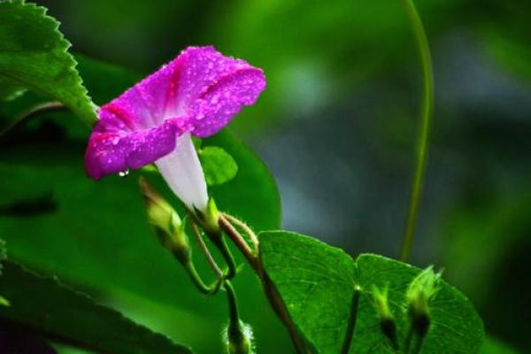 秋雨绵绵对应的生肖动物是哪个，终极指南