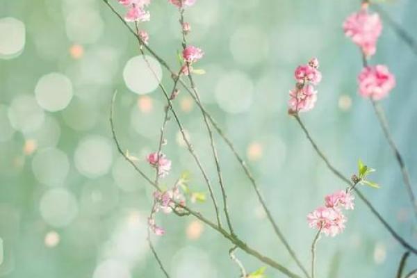 误入迷津打一生肖最佳准确答案及解析，全解析