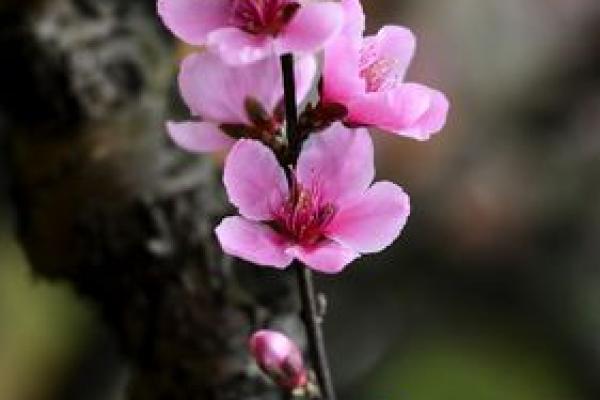 八面春风吹大地对应的生肖动物解析，详细教程