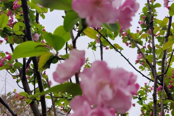 八面春风吹大地对应的生肖动物解析，详细教程