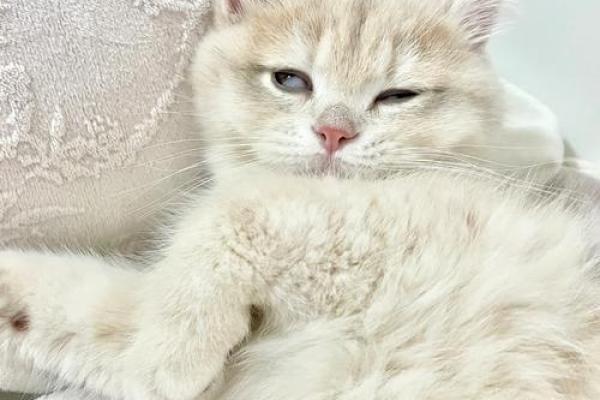 瓜田李下暗示的生肖动物有哪些,新手必学 瓜田李下暗示的生肖动物有哪些,新手必学