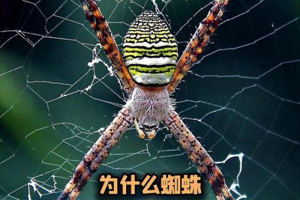 有翅难飞代表哪个生肖最准确，详细教程