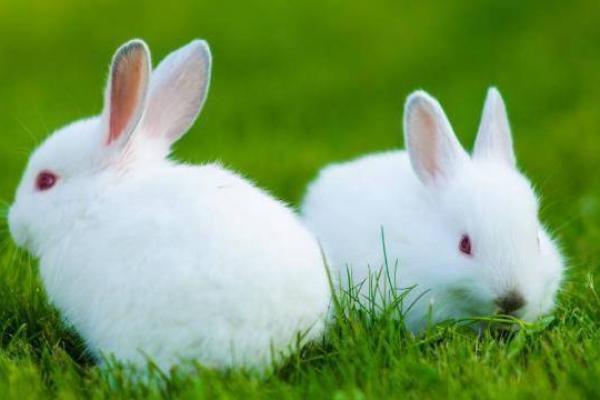 净盘将军打一生肖的正确答案及解释，详细教程