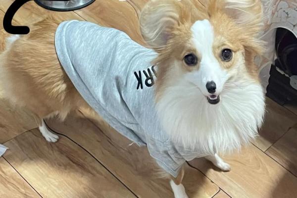 抛妻弃孩”对应的生肖动物解析，小白也能学会