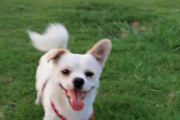 抛妻弃孩”对应的生肖动物解析，小白也能学会