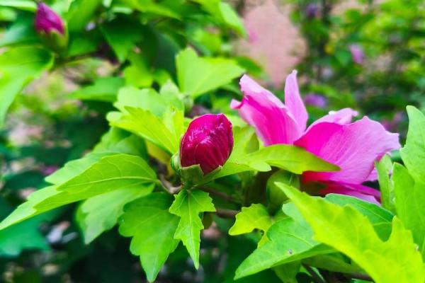 1976年8月13日农历是多少 1976年8月13日农历是多少号