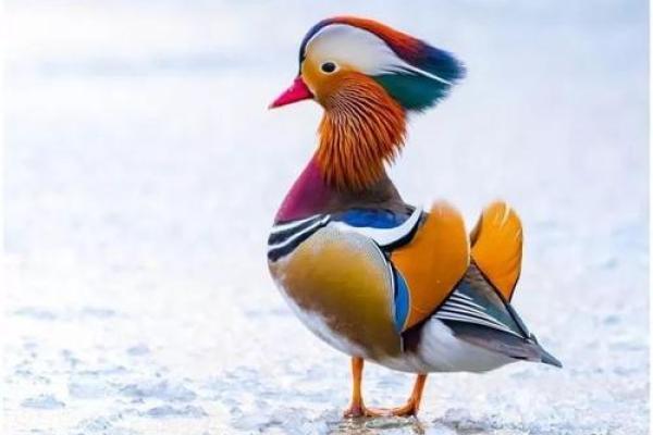 冠冕堂皇在十二生肖中代表哪个动物，新手必学