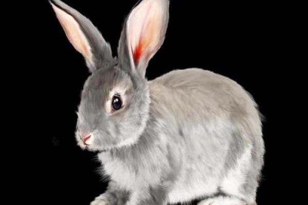 一下二下二只飞”对应的生肖动物解析，零氪玩家必备