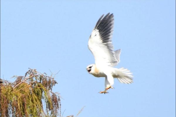 穷兵黩武”在十二生肖中象征哪个动物，高手技巧