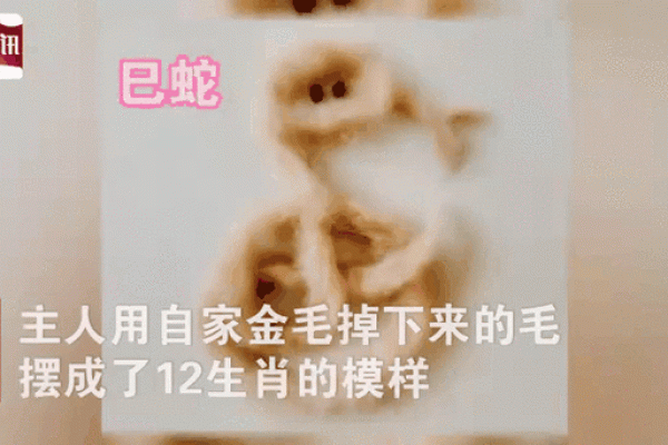 凿壁偷光”典故对应的生肖是什么，高手技巧